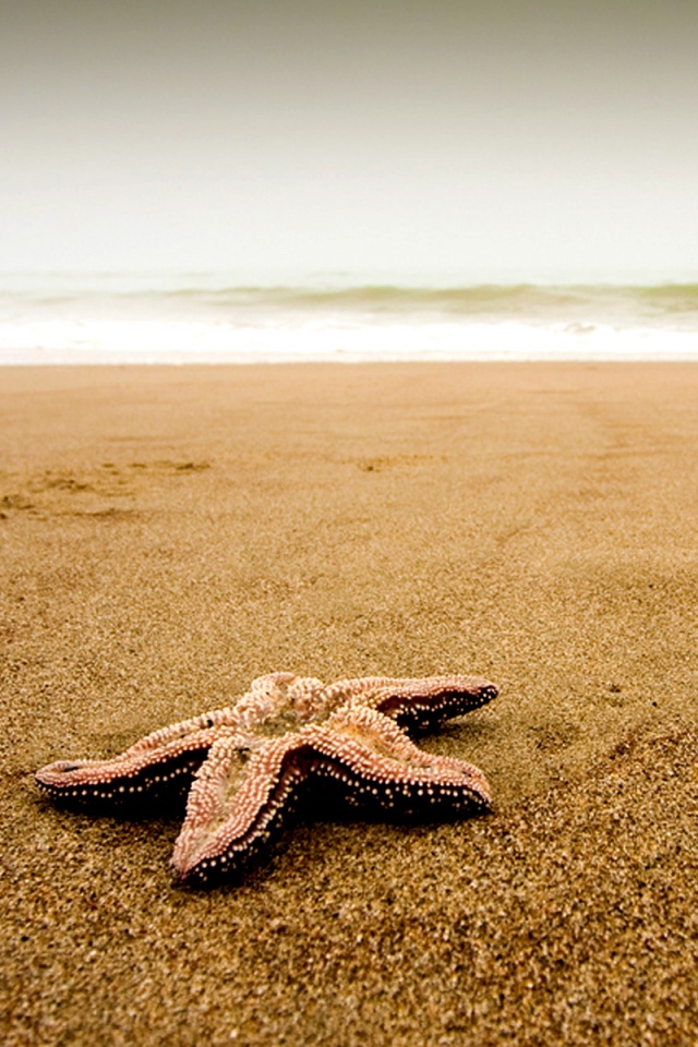 Морская звезда на бесконечном пляже обои