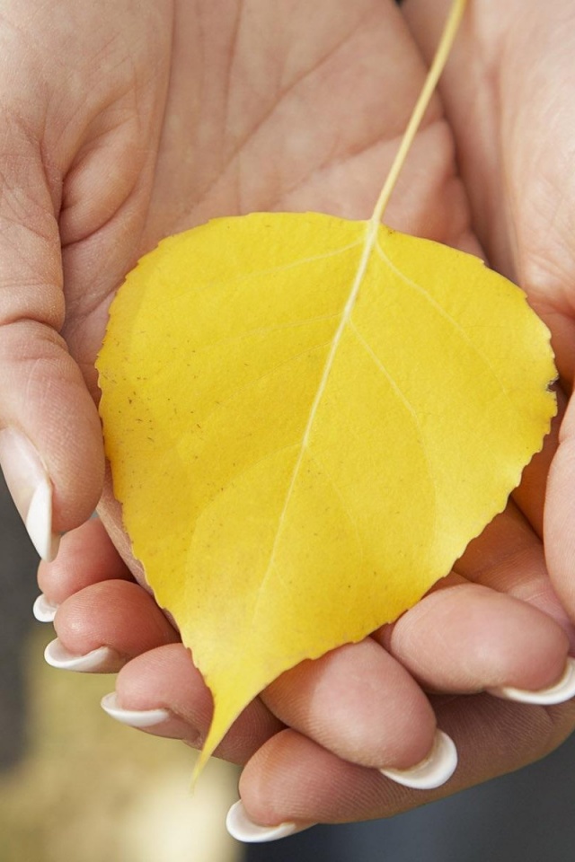 Осенний лист в руках обои