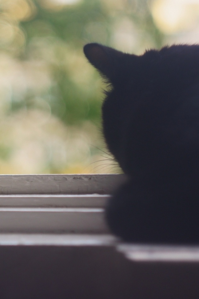 Дремлющий на окне черный кот обои