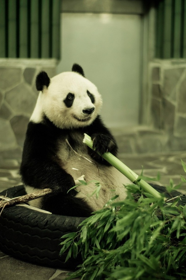Панда точит бамбук обои