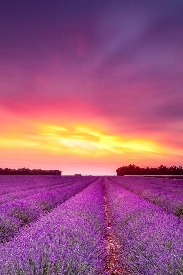 Поле фиолетовых цветов на закате обои