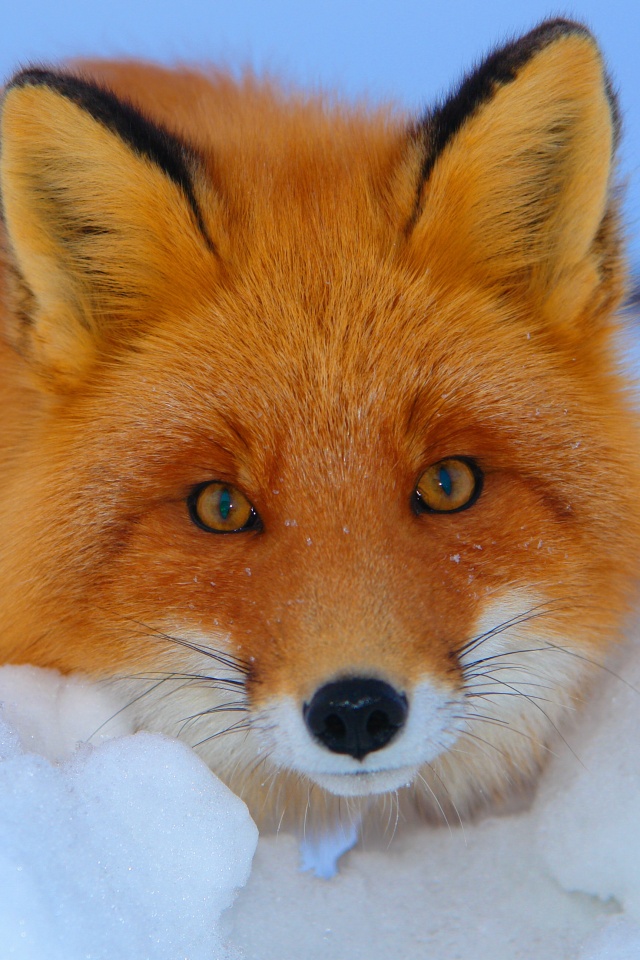 Рыжая лиса в снегу обои