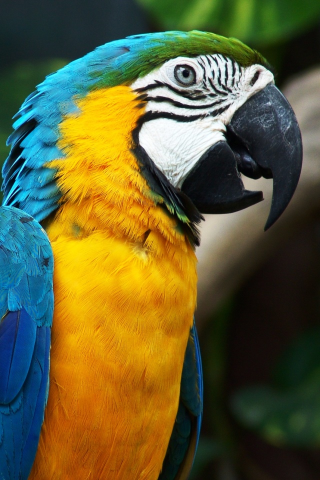 Разноцветынй попугай обои