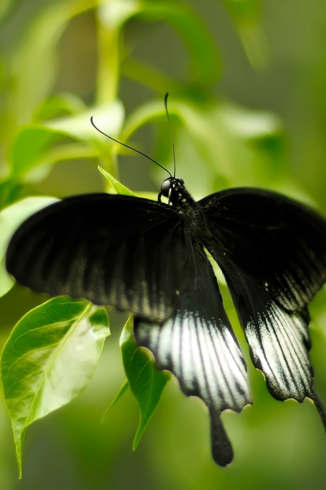 Бабочка с чёрно-белыми крыльями обои