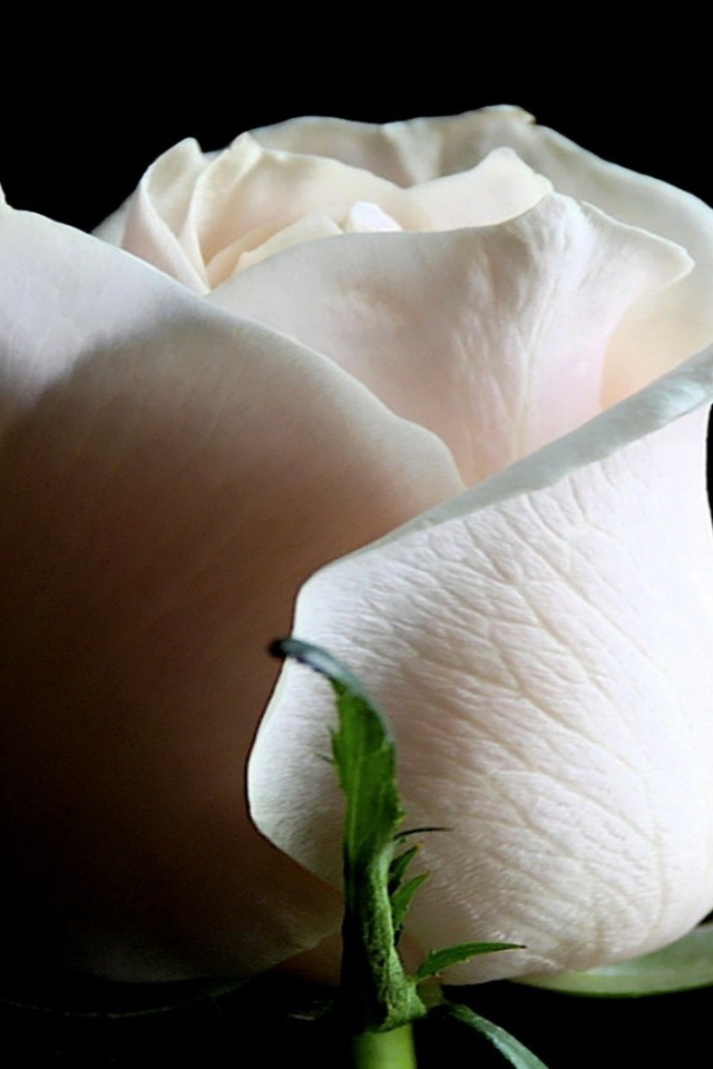 Бутон белой розы обои
