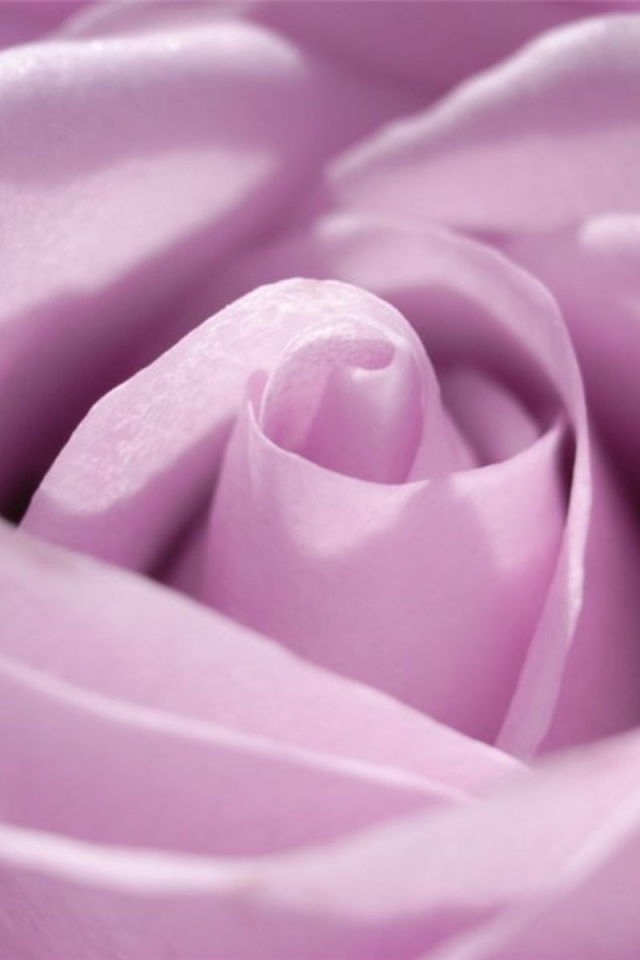 Фиолетовая роза макро обои
