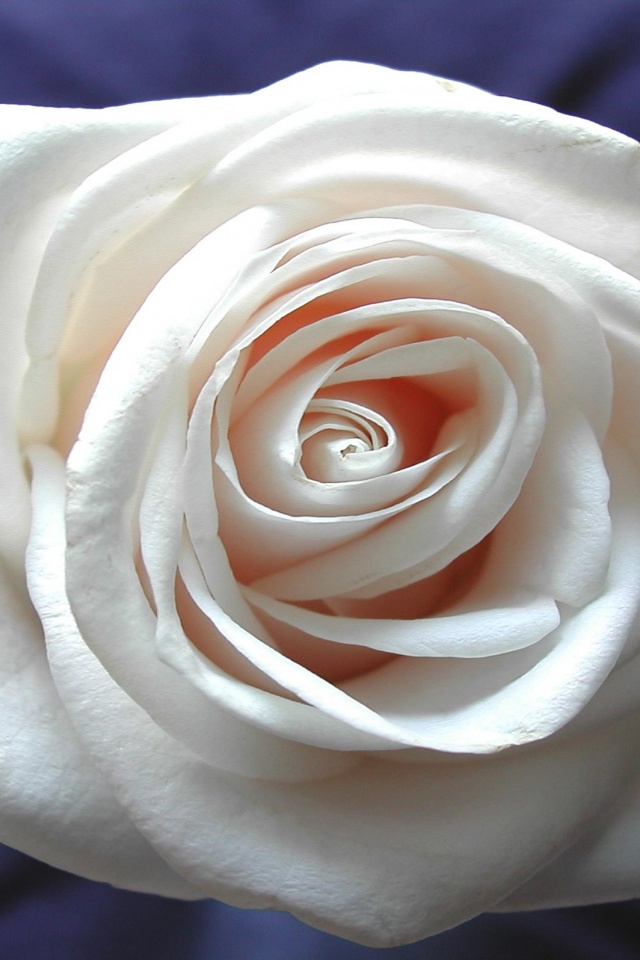 Белая роза на синей ткани обои