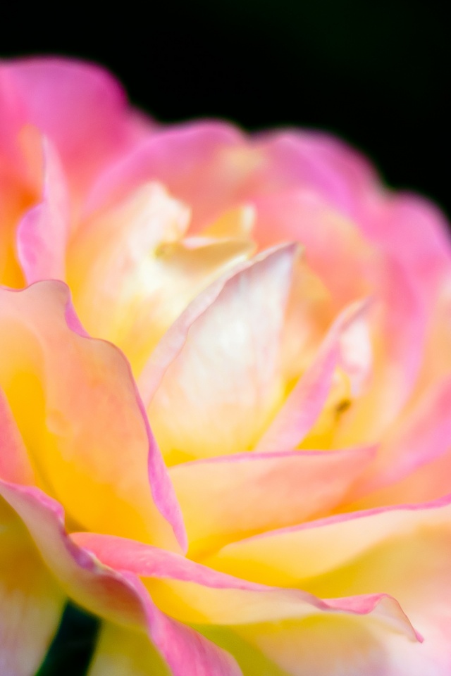 Картинка с нежным розовым цветком обои