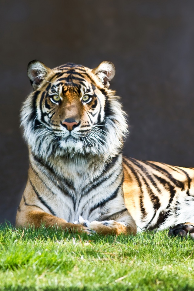 Величественный тигр обои
