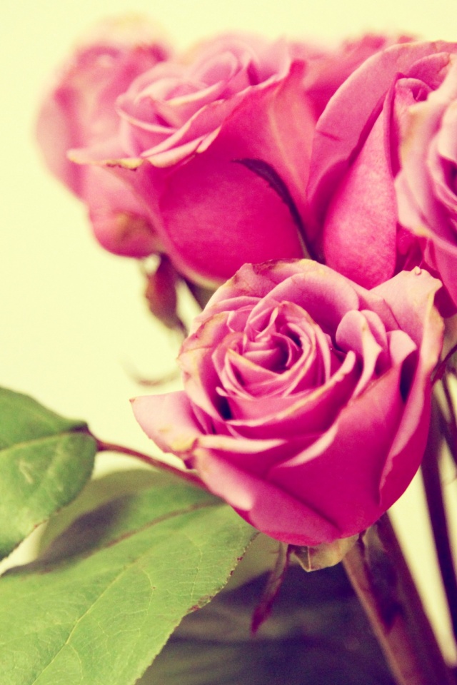 Букет розовых роз обои