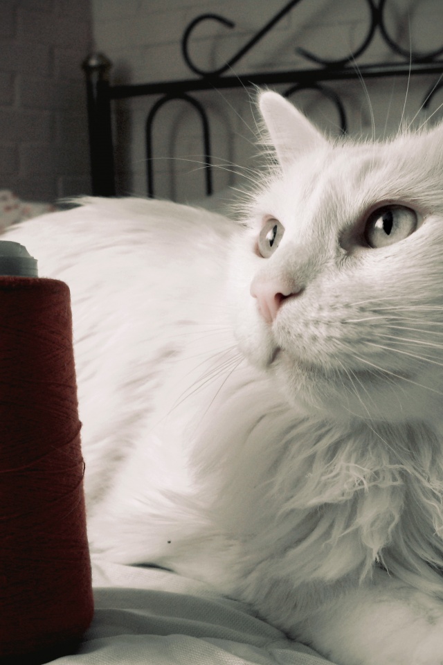 Белый кот с катушкой ниток обои