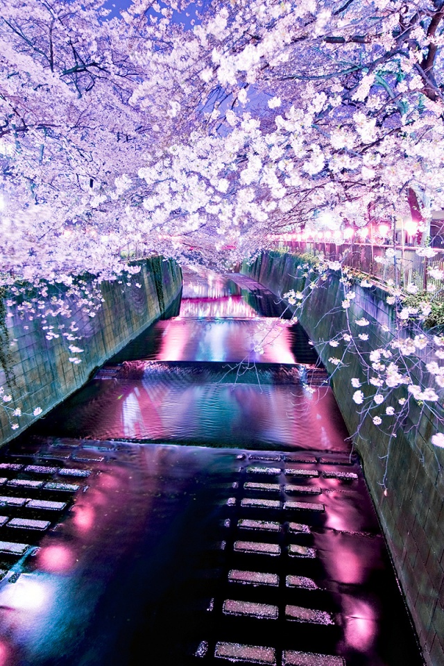 Река и цветение сакуры обои