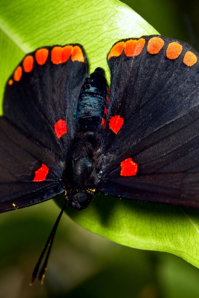 Бабочка на листе обои