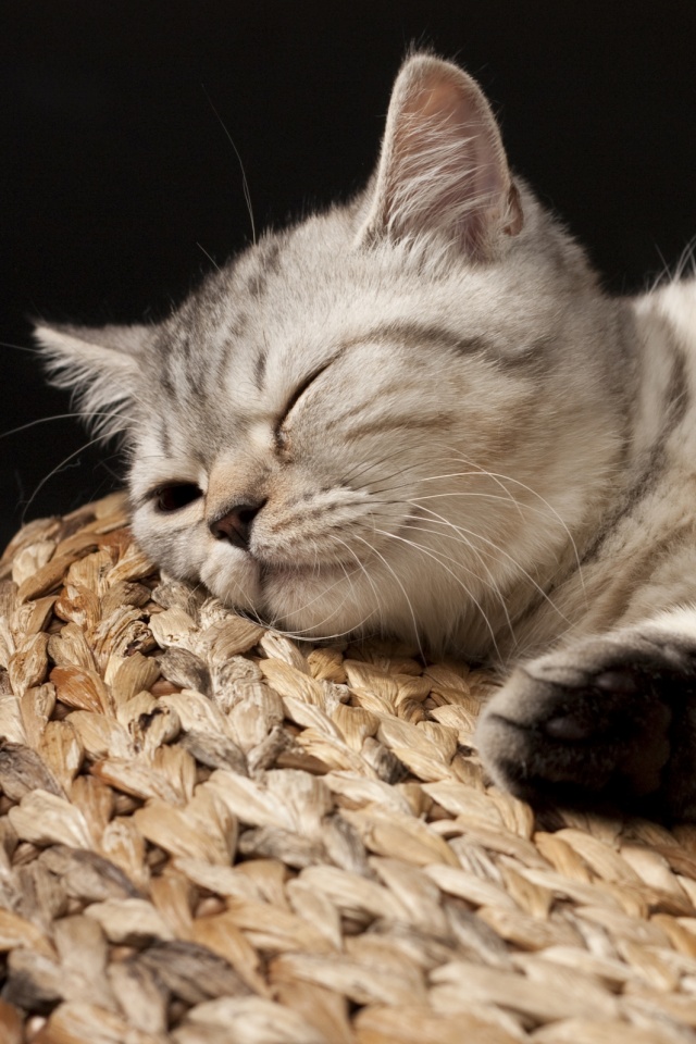 Пушистый кот спит на корзине обои