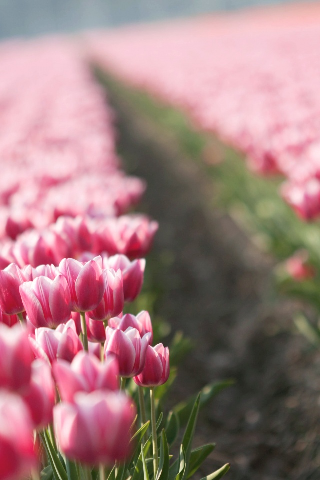 Тропинка в поле розовых тюльпанов обои