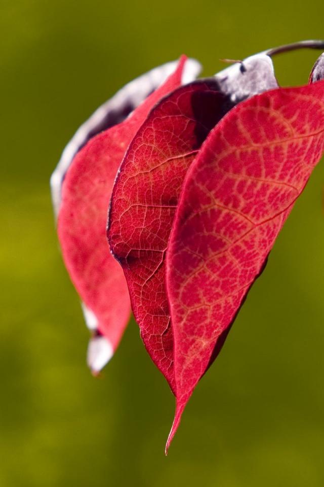 Ветка красных листьев обои