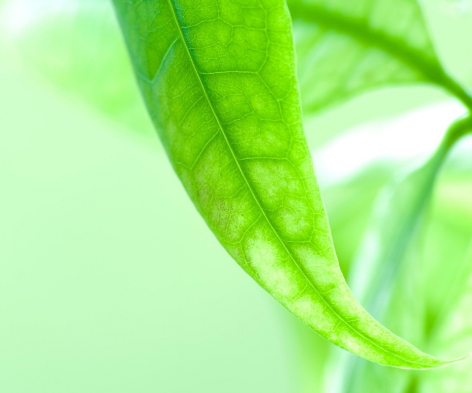 Зеленый листок обои
