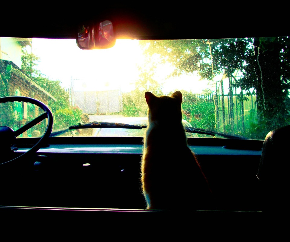 Кот навигатор обои