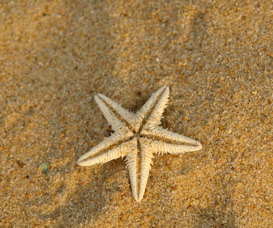 Морская звезда на песке обои
