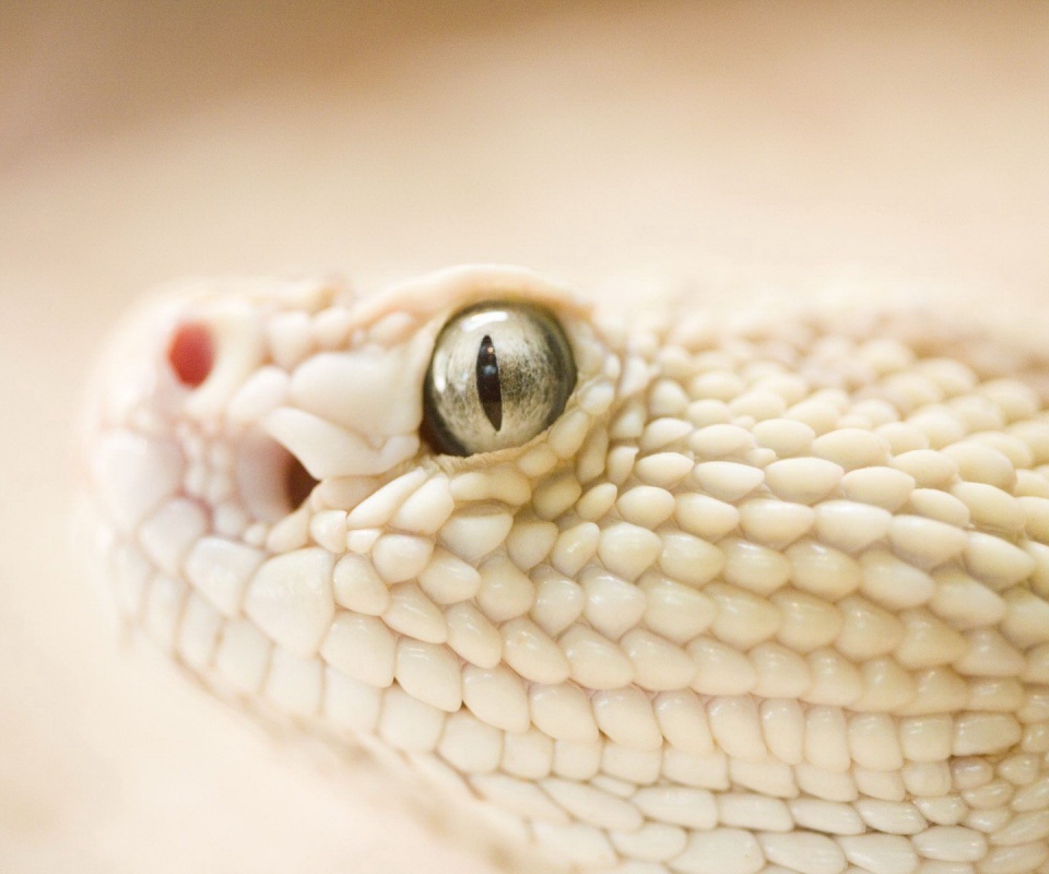Змея альбинос обои