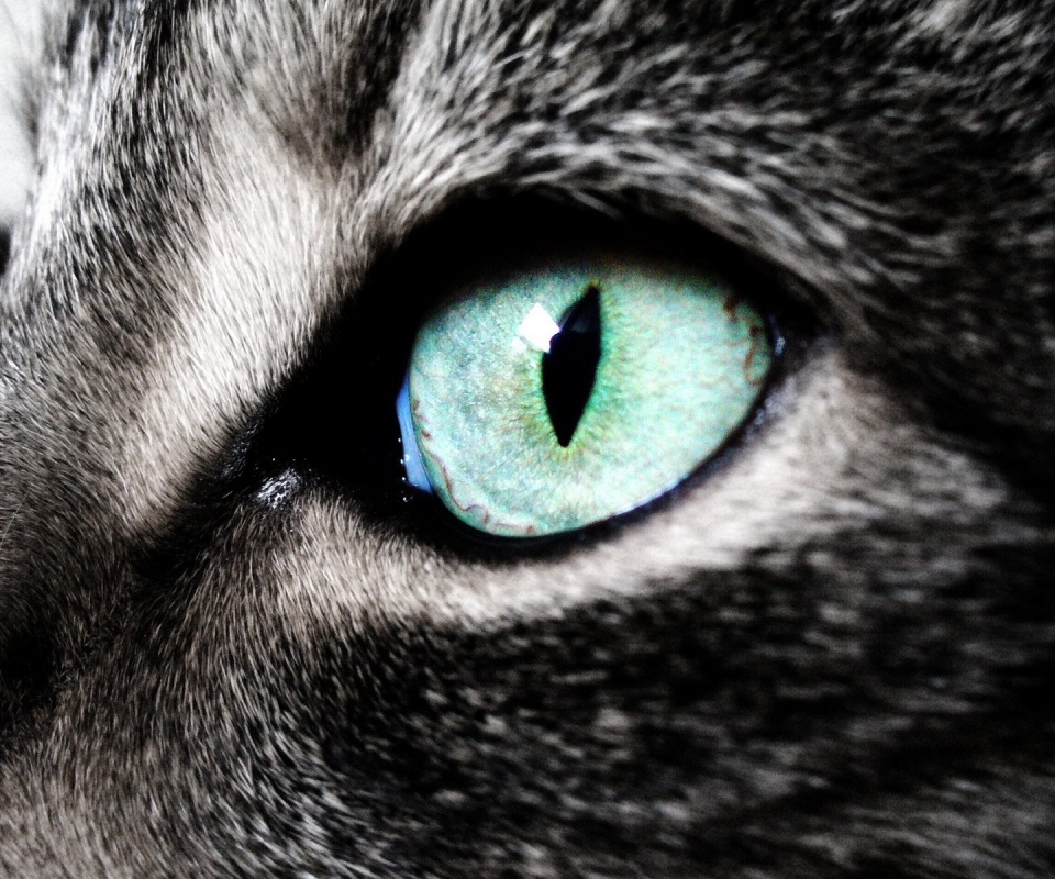 Кошачий глаз обои