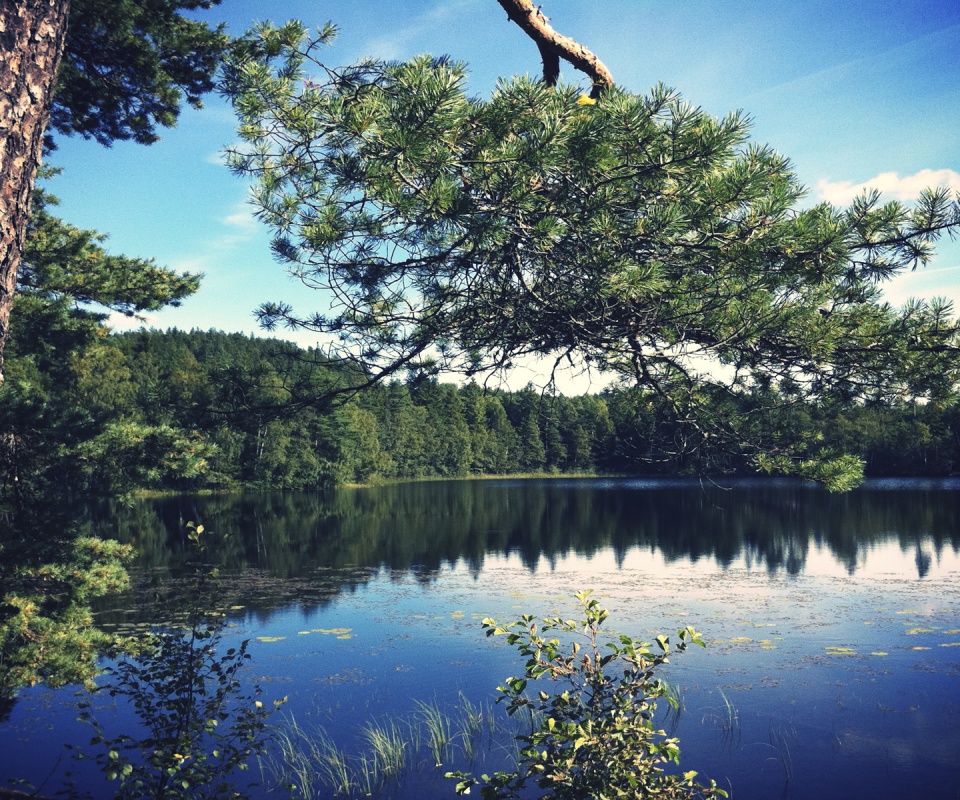 Ветка сосны над озером обои