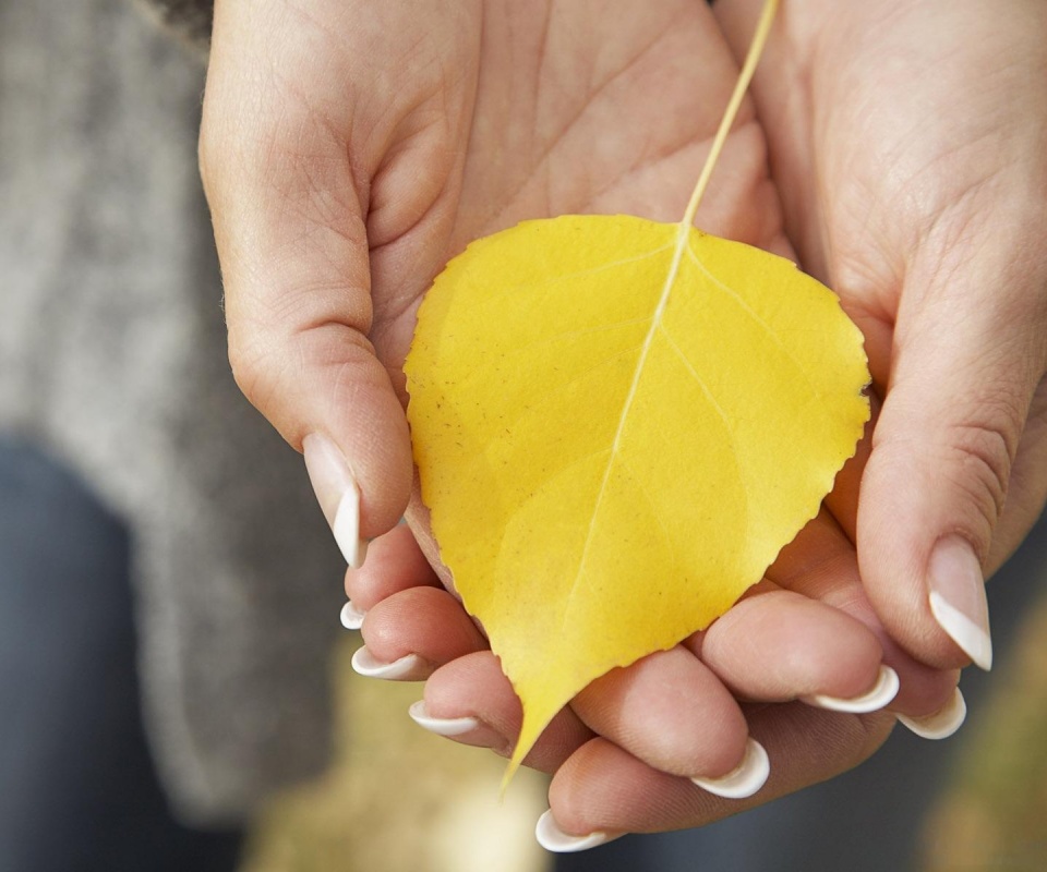 Осенний лист в руках обои