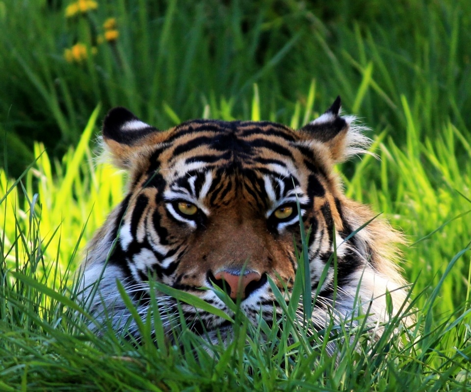 Морда тигра в траве обои