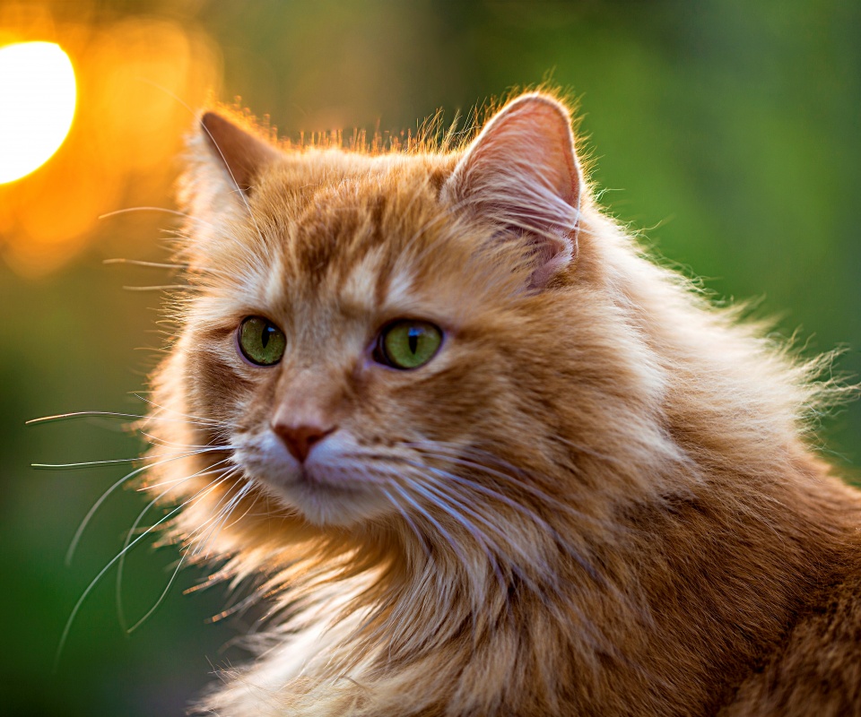 Рыжий кот в лучах солнца обои
