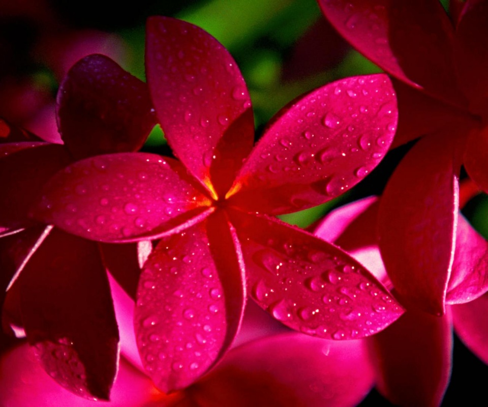 Розовый цветок обои