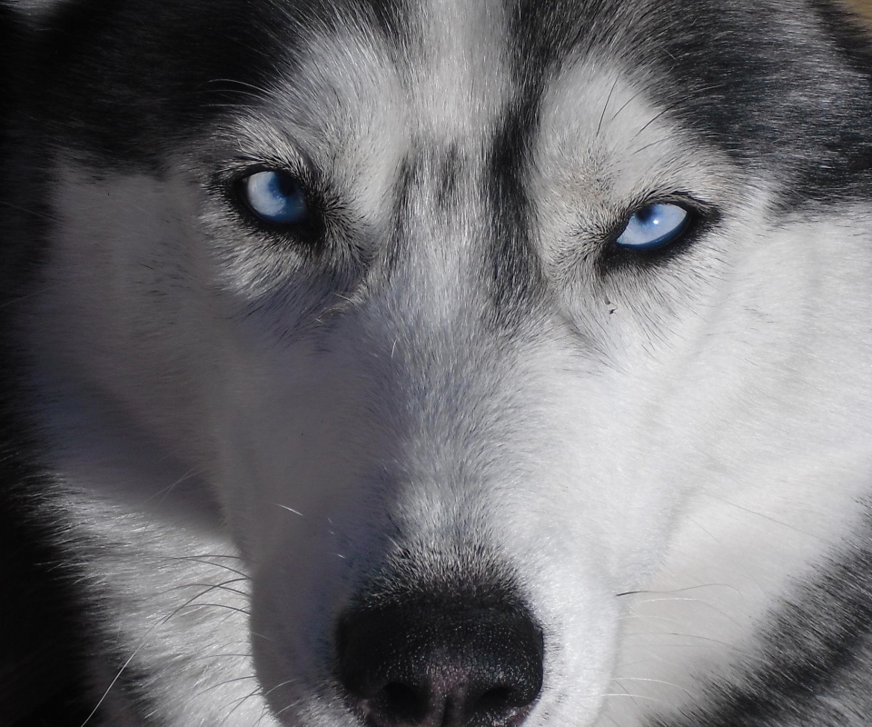 Собака с голубыми глазами обои