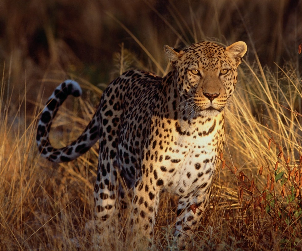 Леопард на охоте обои