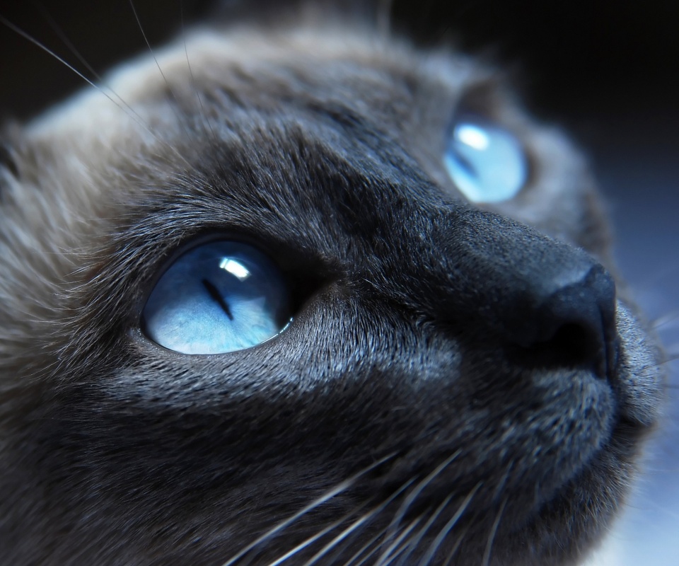 Кот с голубыми глазами обои
