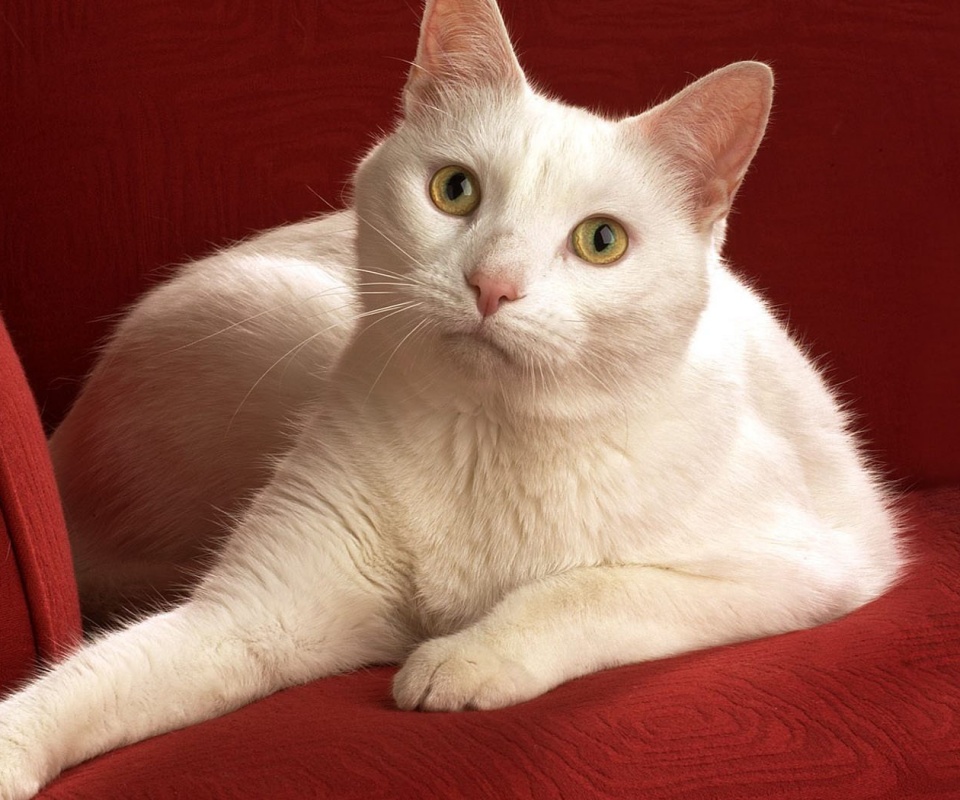 Белой кот на красном диване обои