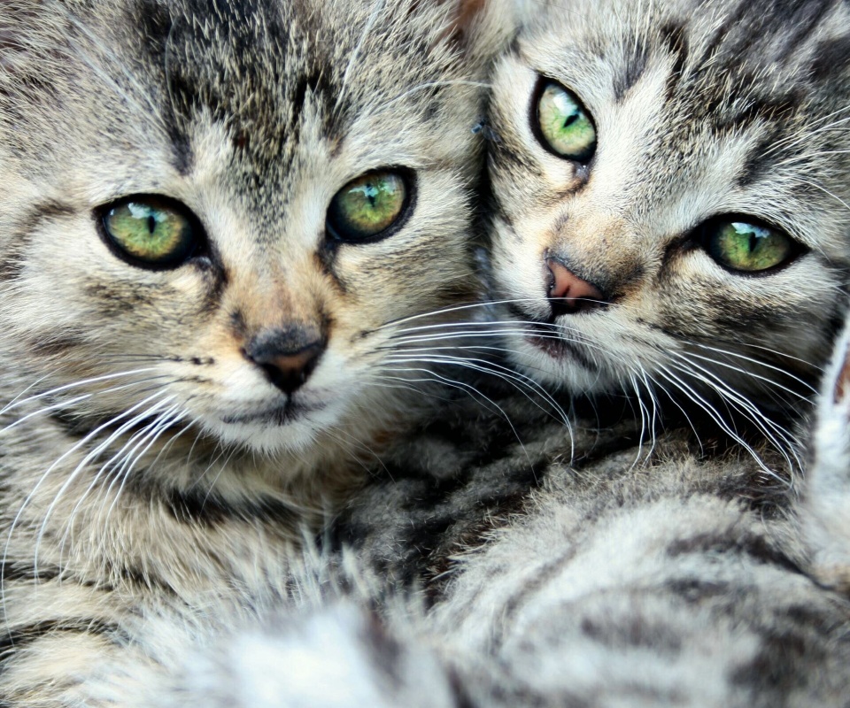 Котята в обнимку обои