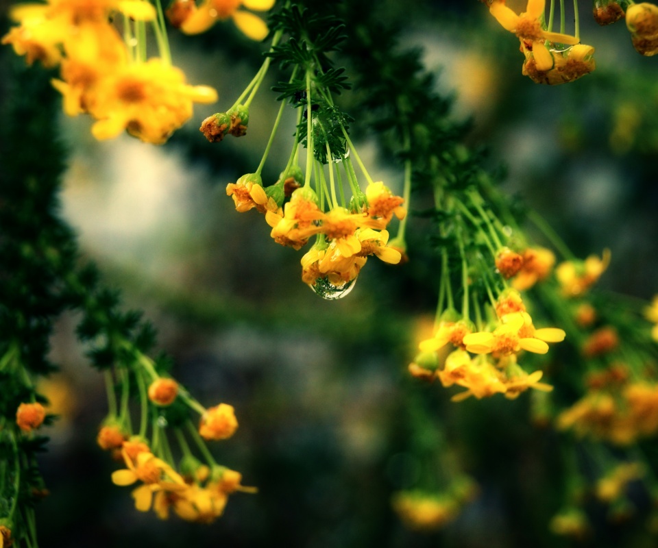 Жёлтые цветочки на ветке обои