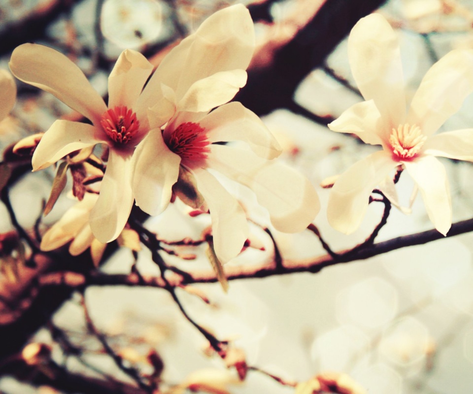 Цветы вишневого дерева обои