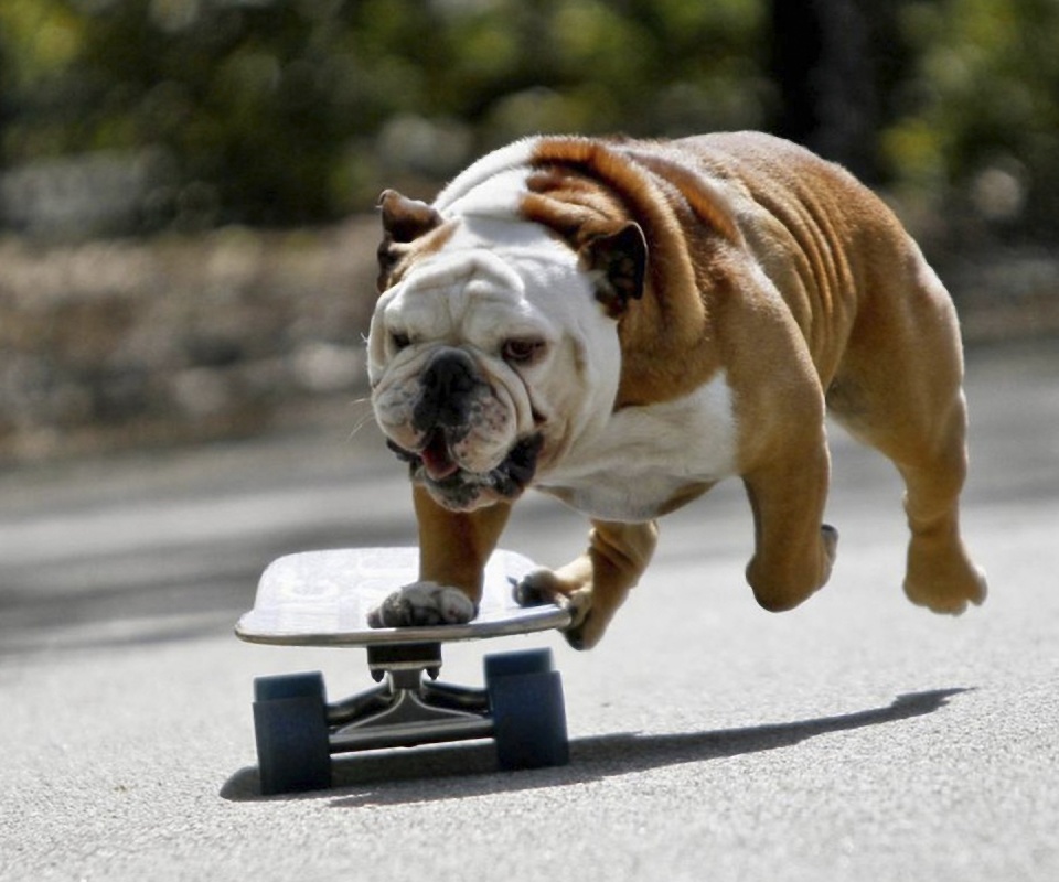Собака на скейтборде обои
