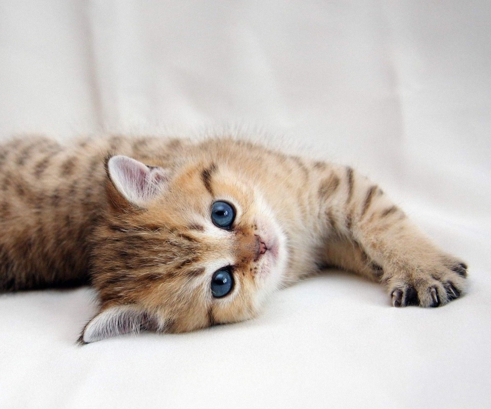 Рыжиый котенок с синим глазами обои