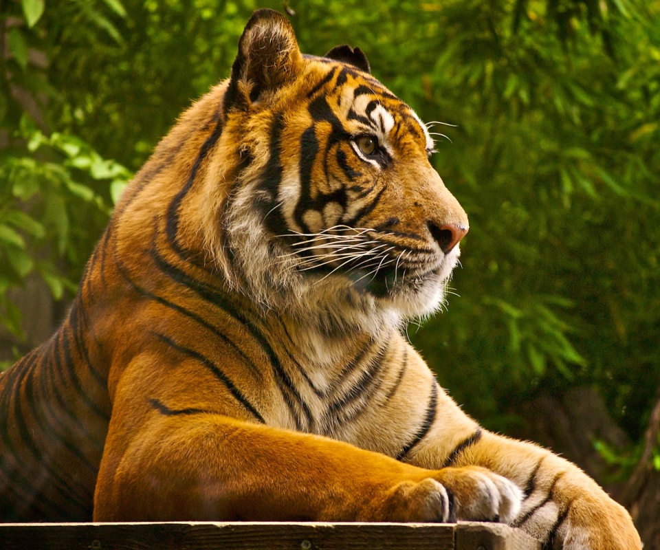 Тигр обои