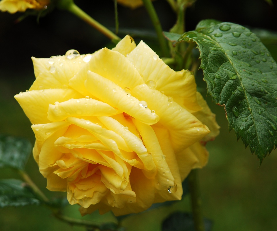 Желтая роза обои
