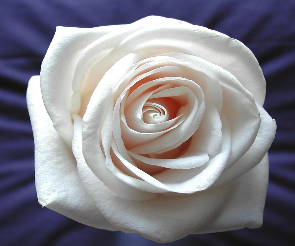 Белая роза на синей ткани обои
