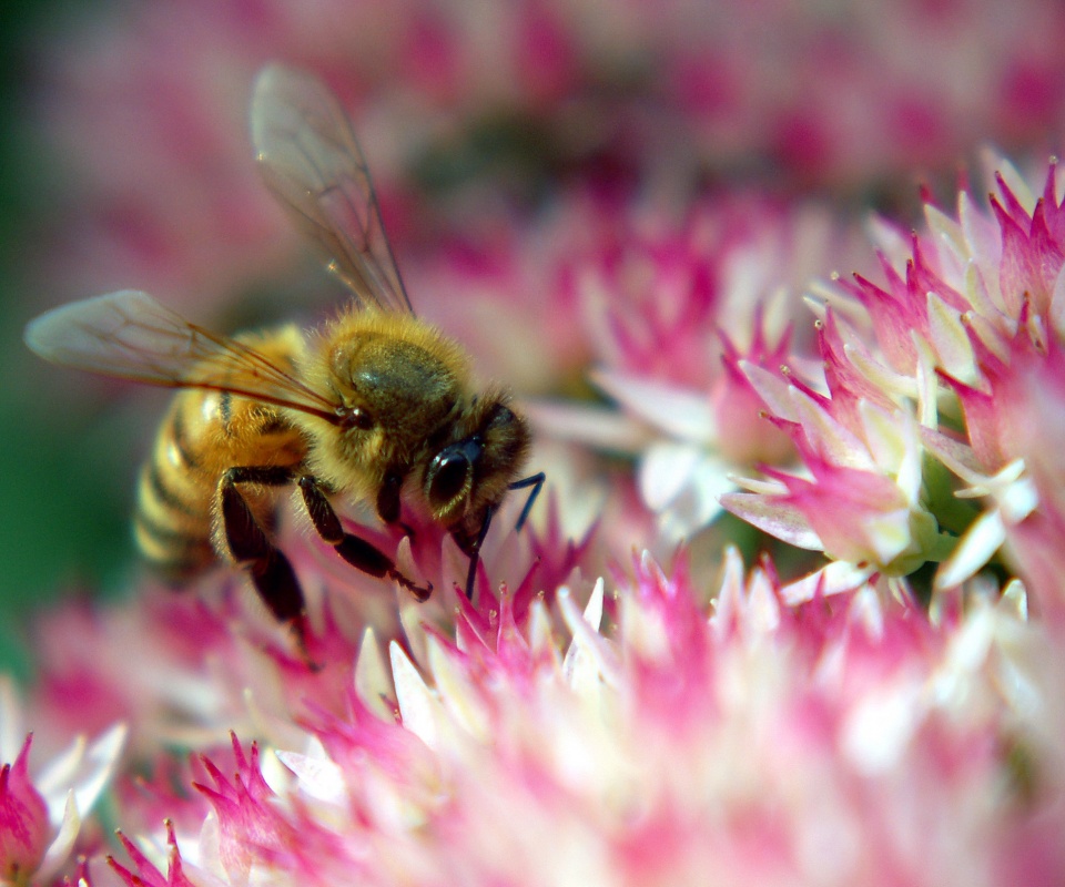 Пчела собирает пыльцу обои