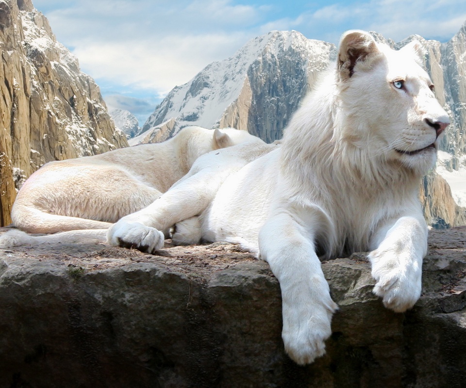 Белый лев обои