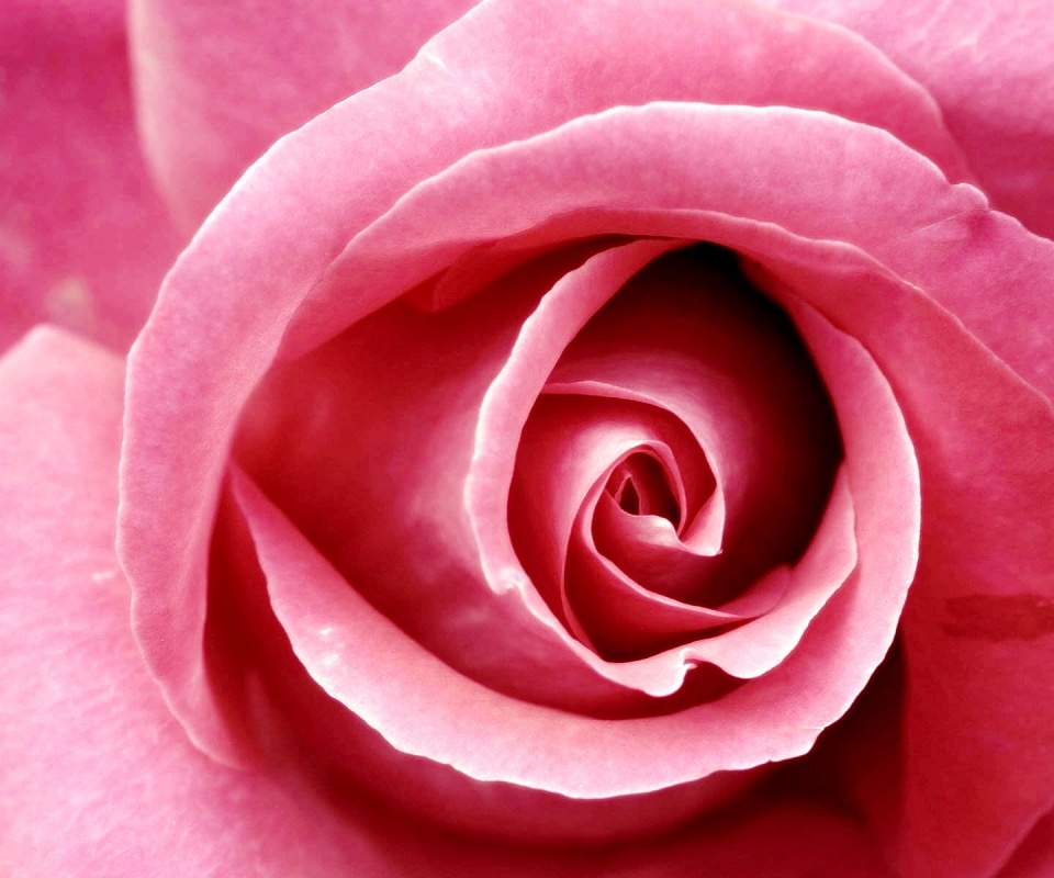 Красивая розовая роза обои