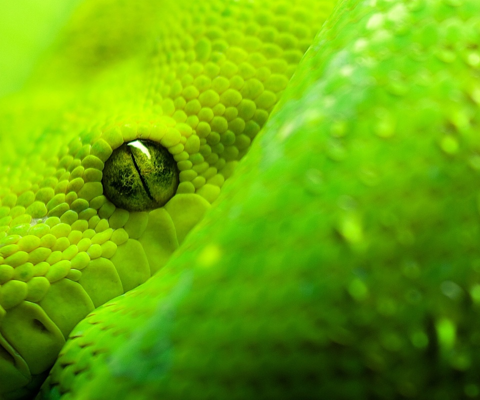 Зелёная змея обои