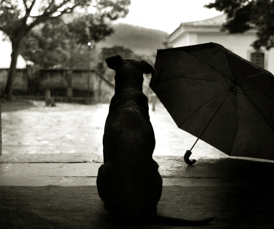 Собака и зонтик обои