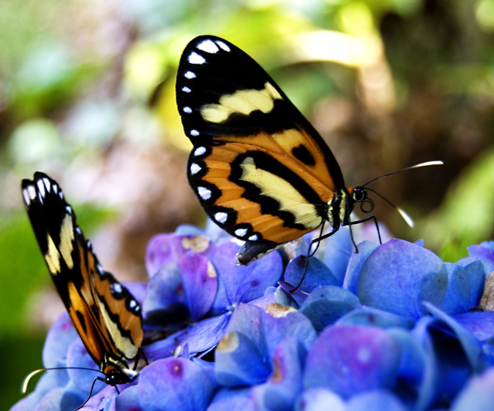 Две бабочки обои