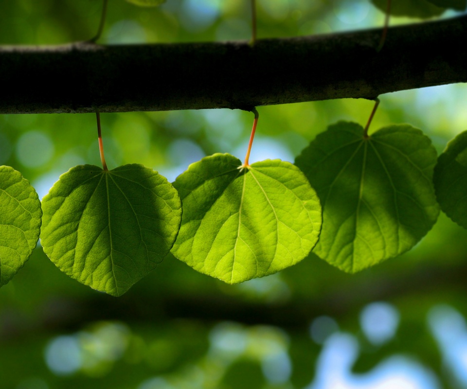 Ветка с зелеными листочками обои