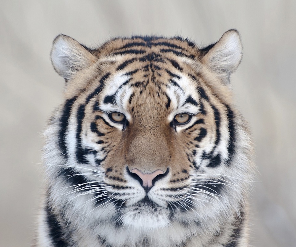 Красавец тигр обои
